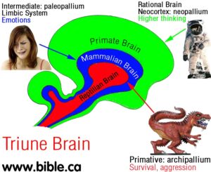 Triune brain model